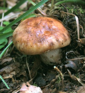 cer5.jpg