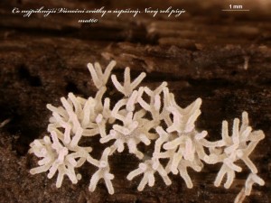 ceratiomyxa---1.jpg