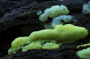 Ceratiomyxa_fruticulosa_var._porioides2.jpg