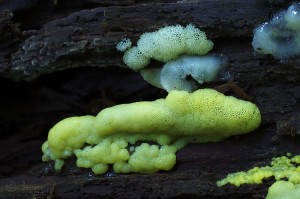 Ceratiomyxa_fruticulosa_var._porioides.jpg