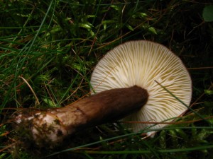 cernohlavek 2.jpg