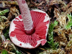 Cernolupen krvav - Melanophyllum haematospermum2.jpg