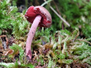 cernolupen krvavy - melanophyllum haematospermum.jpg