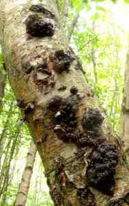 Cernorosol00.jpg