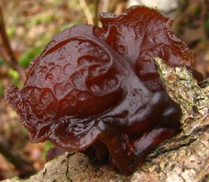 cernorosol 4.jpg