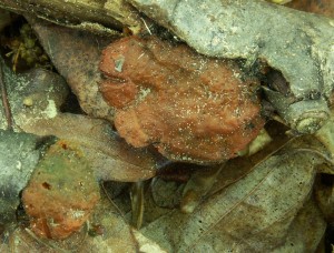 CervenyChorosNaBrize01.jpg