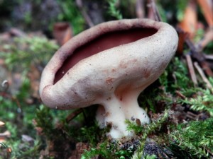 Chap (1).jpg