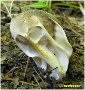 Chap ebernat - Helvella costifera  (3).jpg