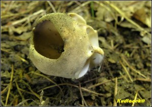 Chap ebernat - Helvella costifera  (5).jpg