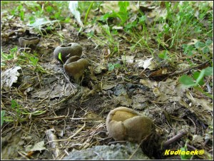 Chap ebernat - Helvella costifera  (75).JPG