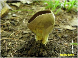 Chap ebernat - Helvella costifera  (89).JPG