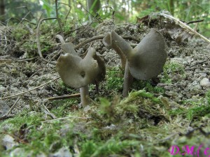 chap ern-Helvella atra.jpg