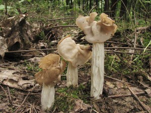 chap kadeav-Helvella crispa 3.jpg