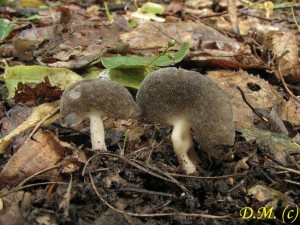 chap kustebkovit-Helvella pezizoides.jpg