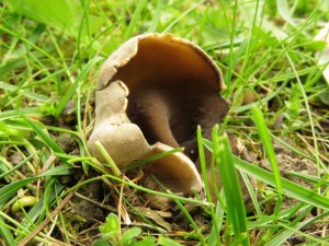 chap obecn Helvella acetabulum.jpg
