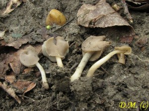 chap sedlov-Helvella ephippium1.jpg