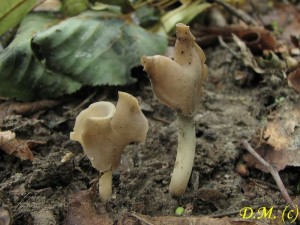 chap sedlov-Helvella ephippium.jpg