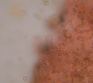 Cheil.Crepidotus.JPG