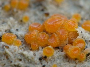 Cheilymenia granulata2.jpg