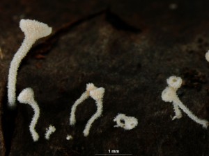 chlupac8.jpg