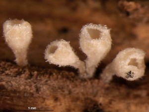 chlupax8.jpg