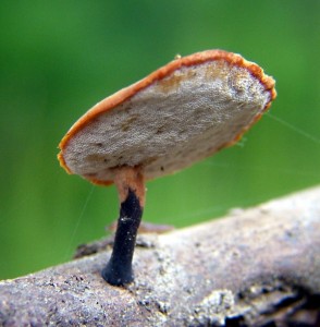 Choro (1).jpg