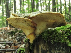 choro  hlzovit-Polyporus tuberaster1.jpg