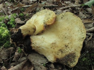 choro hlzovit-Polyporus tuberaster2.JPG