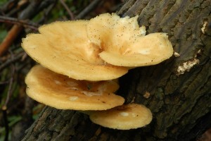 Choro hlzovit - Polyporus Tuberaster1.jpg