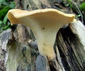 Choro hlzovit - Polyporus Tuberaster1.jpg