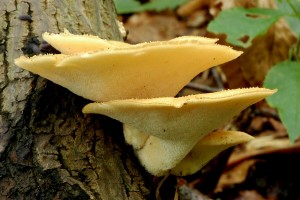 Choro hlzovit - Polyporus Tuberaster3.jpg