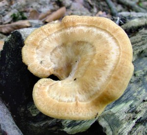 Choro hlzovit - Polyporus Tuberaster.jpg