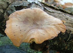 Choro mnliv - Polyporus varius (2).jpg