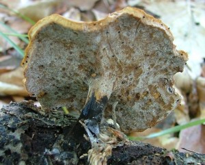Choro mnliv - Polyporus varius (4).jpg