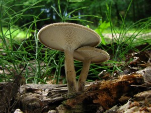 choro plstvov-Polyporus arcularius.JPG