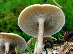 Choro plstvov - Polyporus arcularis-1.jpg