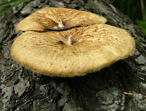 Choro plstvov - Polyporus arcularius1.jpg