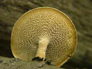 Choro plstvov - Polyporus arcularius .jpg