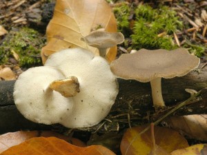 Choro poloplstvov - Polyporus ciliatus (2).jpg