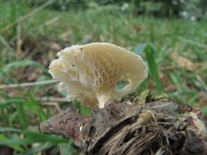 choro votinovit-Polyporus alveolaris1.jpg