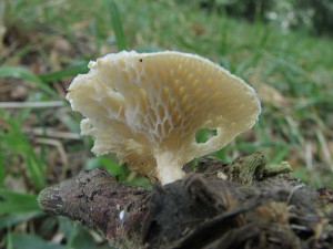 choro votinovit-Polyporus alveolaris.jpg