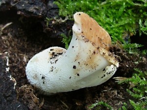 Choro votinovit - Polyporus - alveolaris (1).jpg