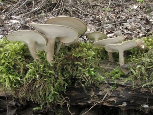 choro zimn-Polyporus ciliatus2.jpg