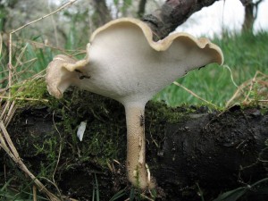 choro zimn-Polyporus ciliatus.jpg
