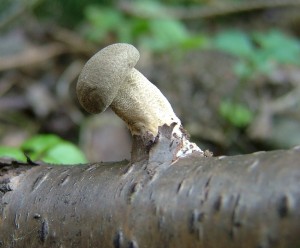 Choros_brvity_Polyporus_ciliatus 4.jpg