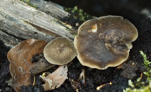 ChorosBrvity_1_28.4.2007.jpg