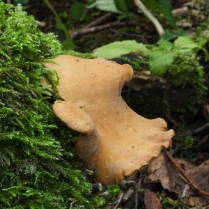 ChorosMenlivy1.jpg