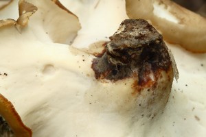ChorosMenlivy2.jpg