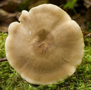 ChorosZimniBrvityAsi02.jpg