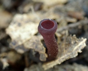 Ciboria batschiana (2).jpg
